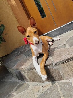 šteniatko basenji - 2