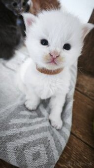 Maine coon Mainska myvalia mačka mačiatka - 2