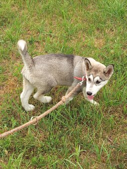 Čistokrvný husky - 2