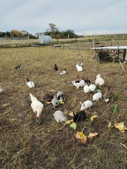 Predám králikov - 2