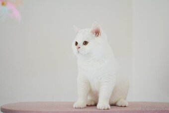 Britské mačiatka - 2