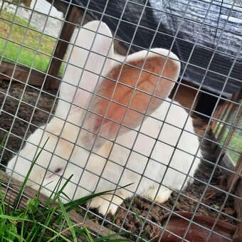 Králik Belgický obor biely - 2