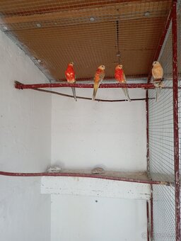 Predám spevavych, korely. - 2