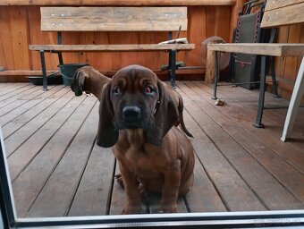 Bavorský farbiar - štena psík - 2