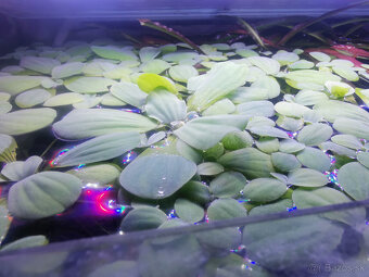 Pistia stratiotes - 2