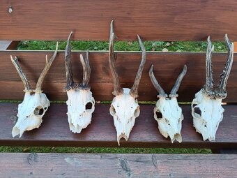 Parohy, zhody, trofeje, srnce - 2