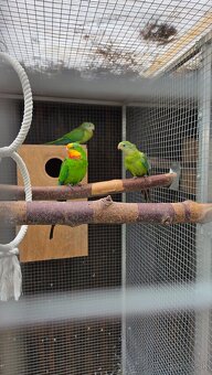 Baraband, andulky - 2