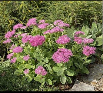 Rozchodník nádherný - 2