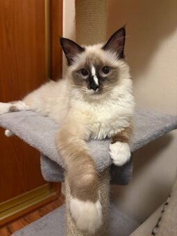 Ragdoll mačička - 2