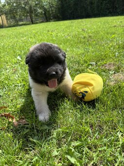 Americká Akita,Americka Akita - 2