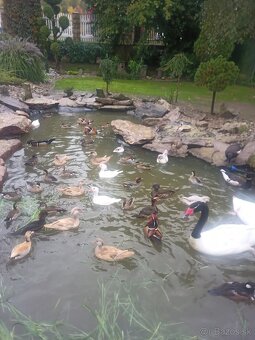 Kačička Mandarínka - 2