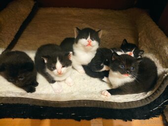 Polobritské mačiatka - 2