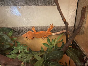 Pagekon riasnaty - 2