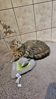 Darujem krásne mačiatko - 2