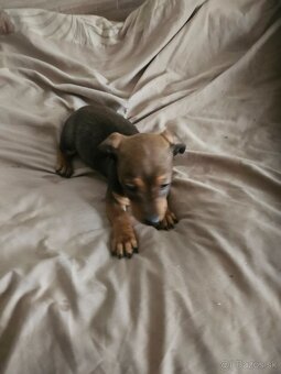 Predám šteniatko - 2