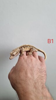 Pagekón riasnatý - 2