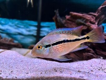 Hypsophrys nicaraguensis - 2