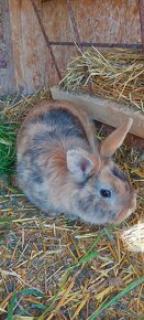 Zakrslý zajac , králik - 2