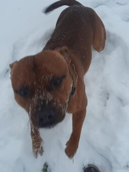 Stafordšírsky bulteriér ( Staffbull ) - 2