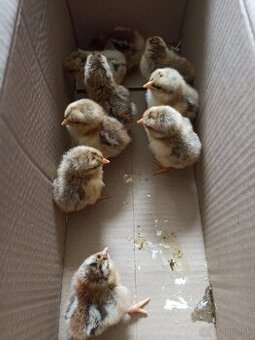Predám kuriatka Oravka, Australorp, Wyandotka zdrobnelá - 2
