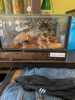 Lasiodora Parahybana - 2