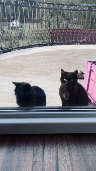 Darujeme mačiatka - 2