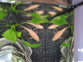 Pancierniček škvrnitý var. Albín - 2