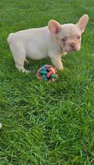 Francúzsky buldoček - 2