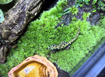 Mlok mramorovaný - 2