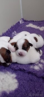Jack Russell teriér s průkazem původu - pejsek - 2