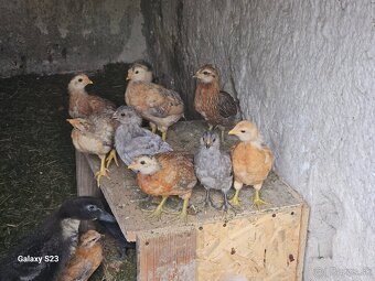 Predám nasadové vajíčka araucana - 2