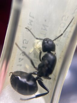 Camponotus vagus - 2