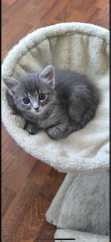 Ragdoll mačiatka - 2