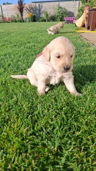 Zlaty retriever golden retriever volny posleny psik - 2