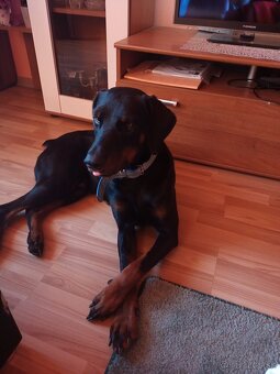 Predám dobermana - 2