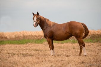 AQH TOP klisna po PG Gunpowder - 2