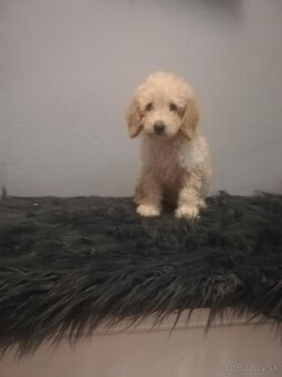 Pudel,pudlik toy/trpaslik - 2