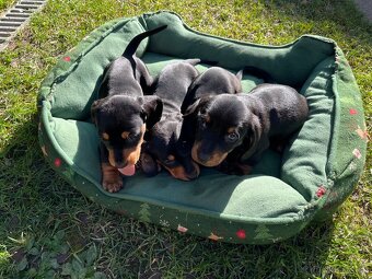 Jazvečík krátkosrstý. - 2