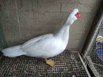 Pižmová kačica - 2