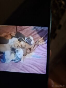 Americky staford - 2