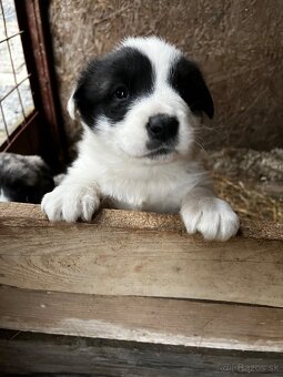 Stredoázijský ovčiak - šteniatka - 2