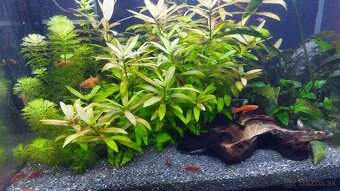 mečúň mexický mladé mečúne - 2