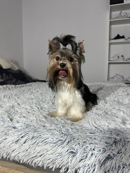 Yorkshirsky York biewer mini - 2