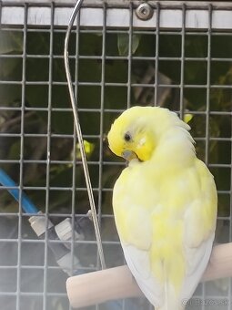 Andulky - 2