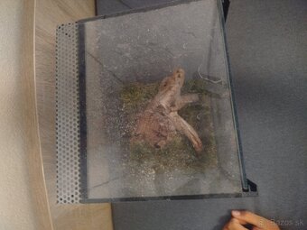 Predám Terarium - 2