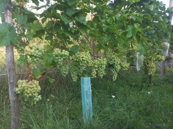Sadenice viniča - 2