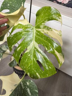 monstera thai halfmoon/ odrezok - 2