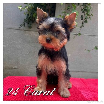 Yorkshire terrier s PP - 2