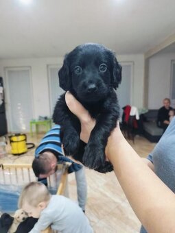 Dobrý deň predám labradora - 2