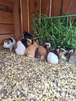 Morča , morské prasiatko, prasiatka - 2